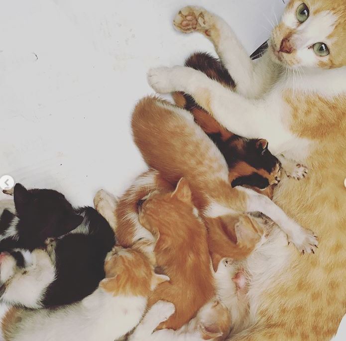 ppbcc_org's tweet photo. A basket of kittens was left at the gate of the PPBCC Clinic... we are lucky to find a foster mom... however most kittens did not survive due to weakness... This is why we are very serious on our campain for spaying and neutering. #endthecycle https://t.co/A1HejrOgLn