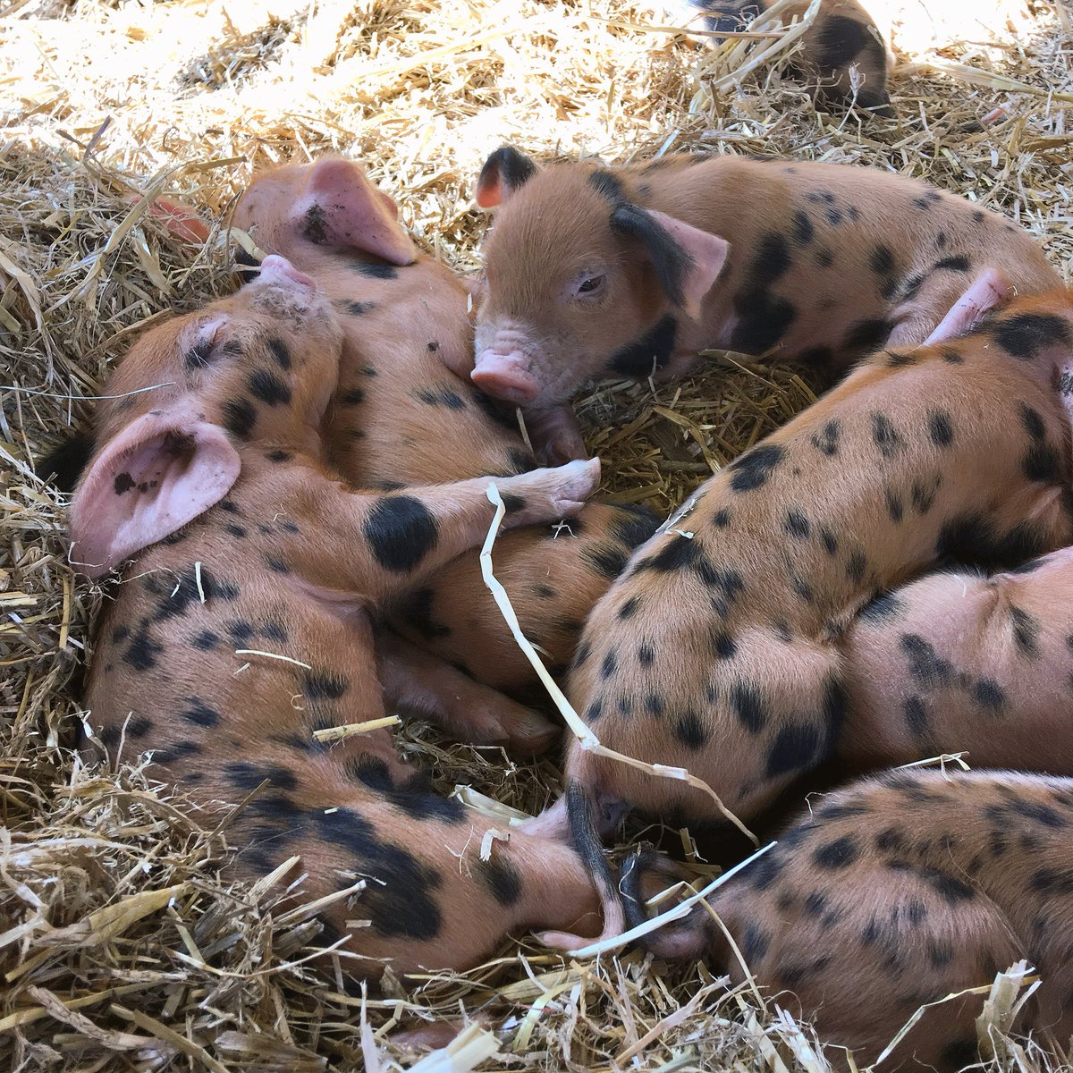 Still no sign or news about our eleven missing piglets. We really hope they aren’t suffering. We’ve created this web page to share details: surreydocksfarm.org.uk/find-our-pigle…
Meanwhile we’re reviewing the Farm site’s security and would welcome any support from local security companies.