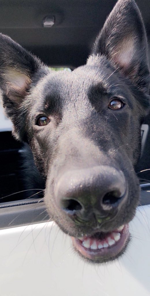 b_johnsonnnn's tweet photo. @dog_feelings https://t.co/chRHrFveNz