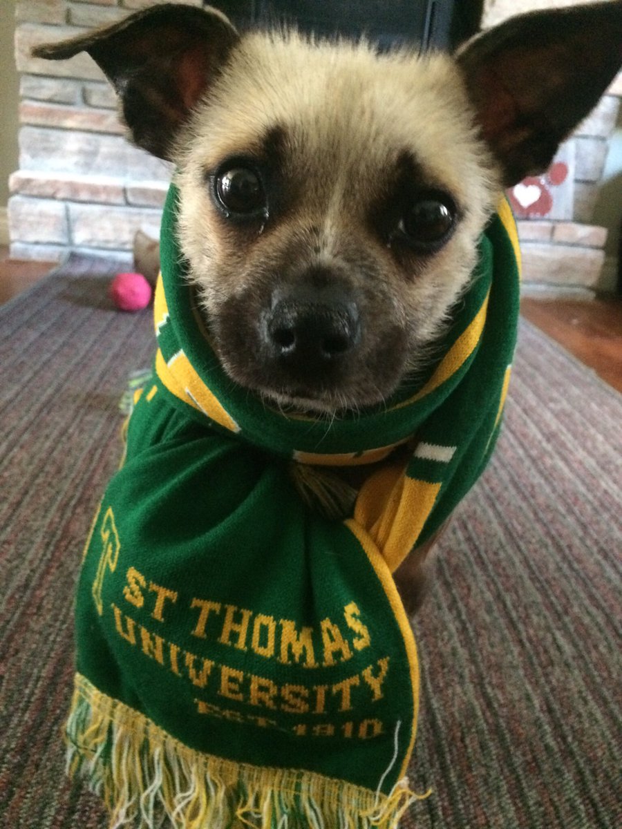 DumpsterDogCane's tweet photo. Cheering on my favourite rugby gals @STUWRugby in their home opener today! Go get ‘em ladies 💛💚💛💚
#GreenandGold 
#GoTommies https://t.co/LqXeY6ryJC