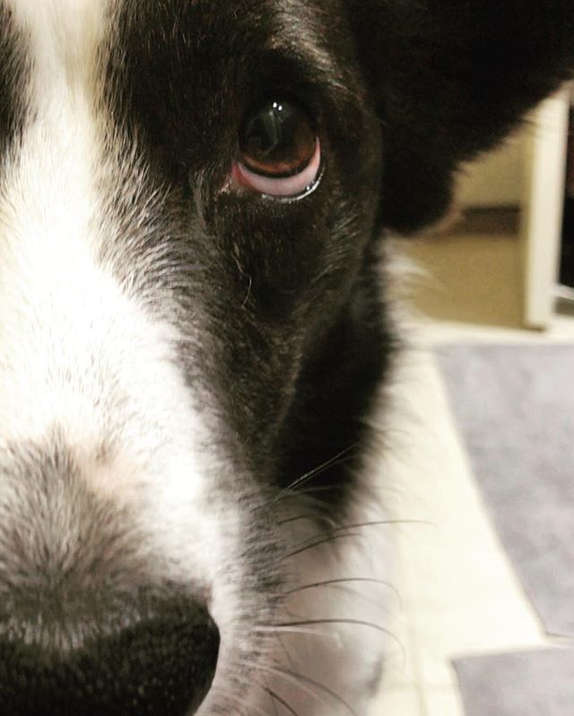 WhiskeyCorgi's tweet photo. Look into my eyes, you will give me treats, you will give me all the treats. When I bark twice, you will do as I say, 3, 2, 1... #hypnocorgi - - - - - -
#Puppy #corgiaddict #cardigan #corgi #dogsofinstagram #pnwcorgi #pnw #instadaily #wtf #dogslife #dogs… https://t.co/yXihp2GMRE https://t.co/3zHS6KMXbL