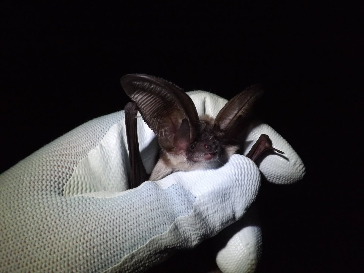battybirder's tweet photo. Highlights from last night: narky #Natterers, beautiful #Bechsteins &amp; gorgeous #greylongeared! Thanks to the fabby #DorsetBatGroup for letting me be part of their great #autumnswarming #bigweekend. 
#lovebats #batscience #batbehaviour #batecology #batscientists #mistnetting #bats https://t.co/p2IoVPGi7e