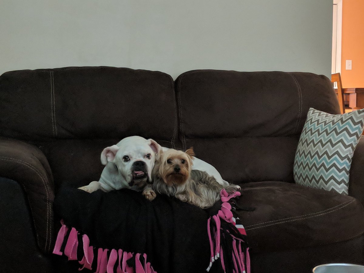 MegRoberts83's tweet photo. My 2 couch potatoes #boxer #yorkie #DogsofTwitter #doglovers #dogmom #lazysunday #watchingfootball https://t.co/kjKjilmMN2
