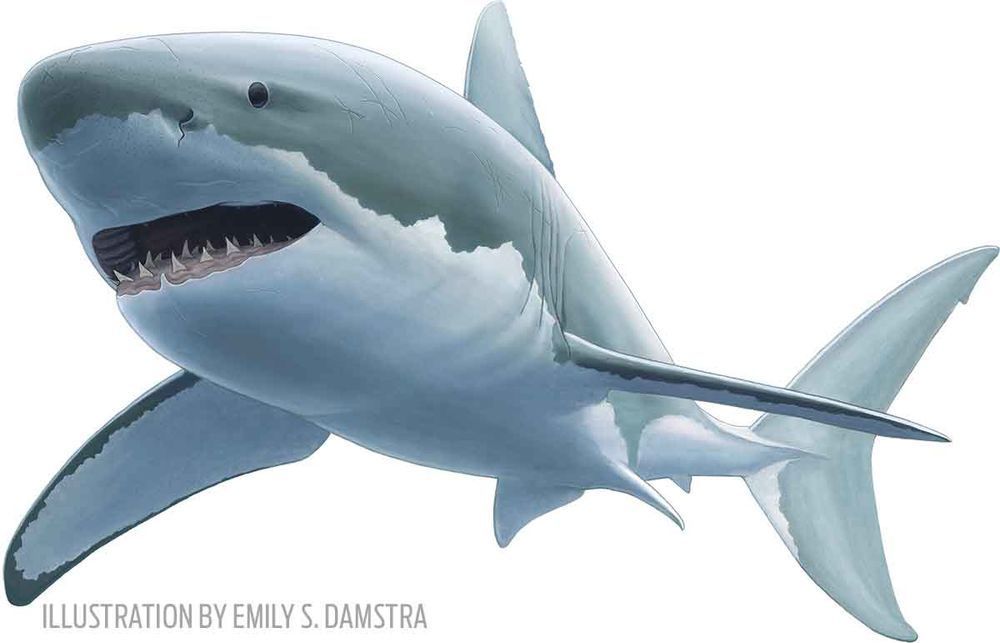 SHARKS-Nature Channel-Love Nature in on right now, the Shark Show. Going to see OCEARCH in Halifax tomorrow afternoon and the Sea Dome. <a href="/SharkSavannah/">Shark Savannah</a> <a href="/OCEARCH/">OCEARCH</a> <a href="/ChrisOCEARCH/">Chris Fischer</a> <a href="/MakoPeggy/">Big Peg, Diva of the Sea</a>