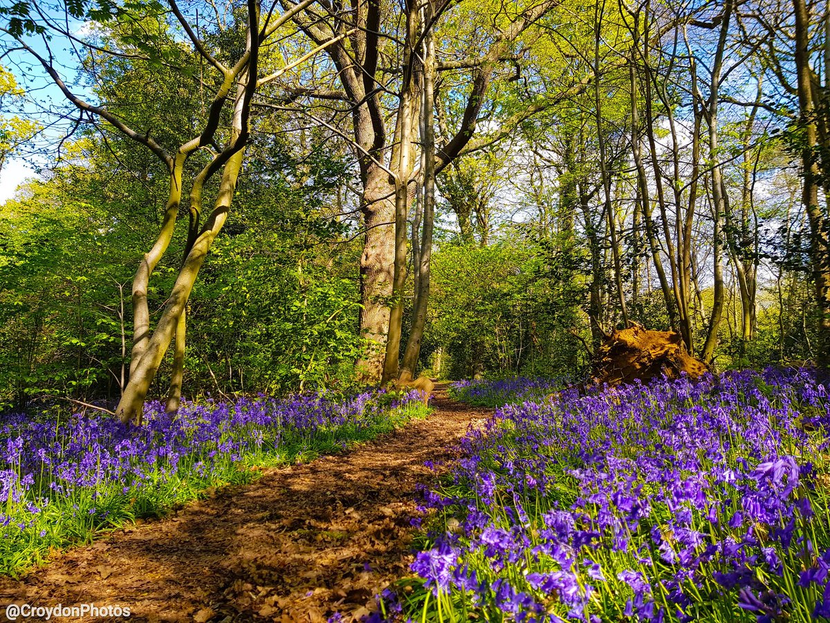 Bluebells in Littleheath Woods

#may #2017 #throwback #picturesque #hiddengem #woodland #trees #flowers #diverse #natural #art #gallery #beauty #foliage #outdoors #sky #localgem #localbeauty #android #digital #photography #Samsung #s8plus #London #Borough #Croydon #croydonphotos
