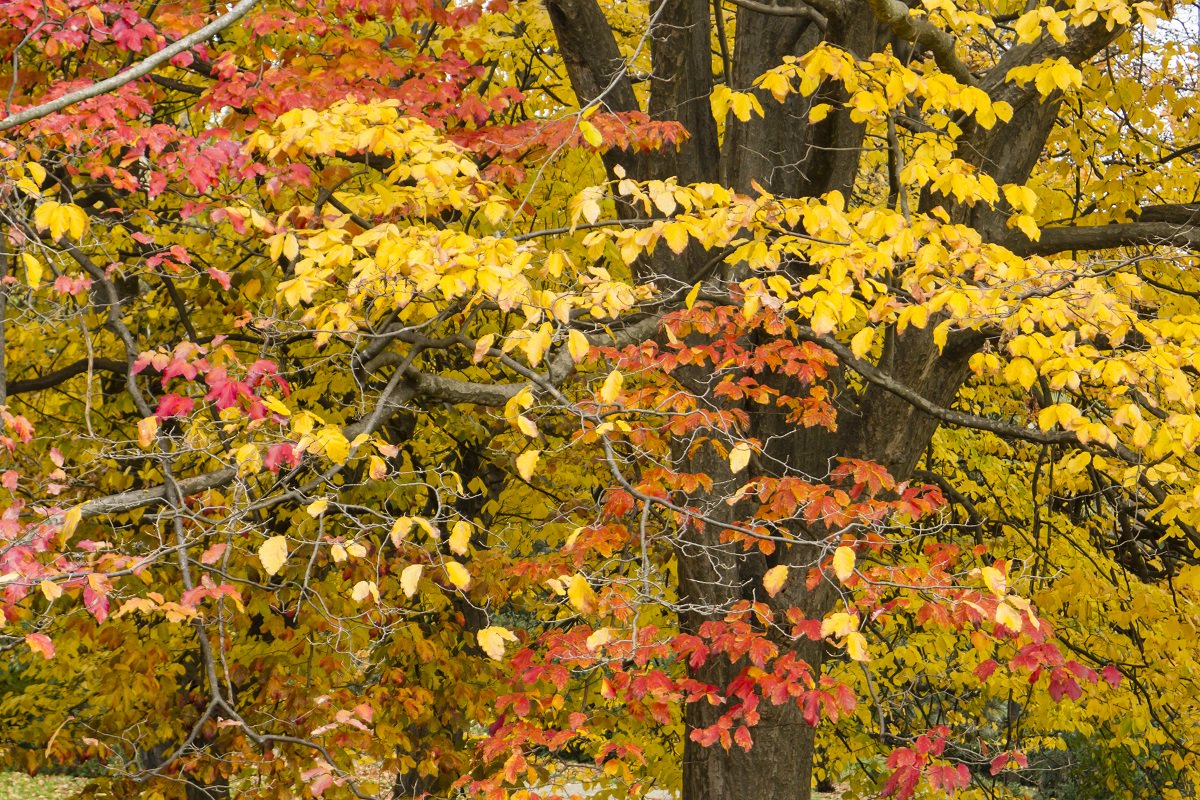 ParkBoard's tweet photo. Fun tree fact: The hardy Persian Ironwood is in our parks and on our streets. It’s heat and disease resistant & will soon turn, crimson, orange and gold. Share a picture of your favourite #Vancouver tree with #VanTreeLove for a chance to win 1 of 8 trees! https://t.co/mLRfiN4j2e https://t.co/UfE19gKTJP