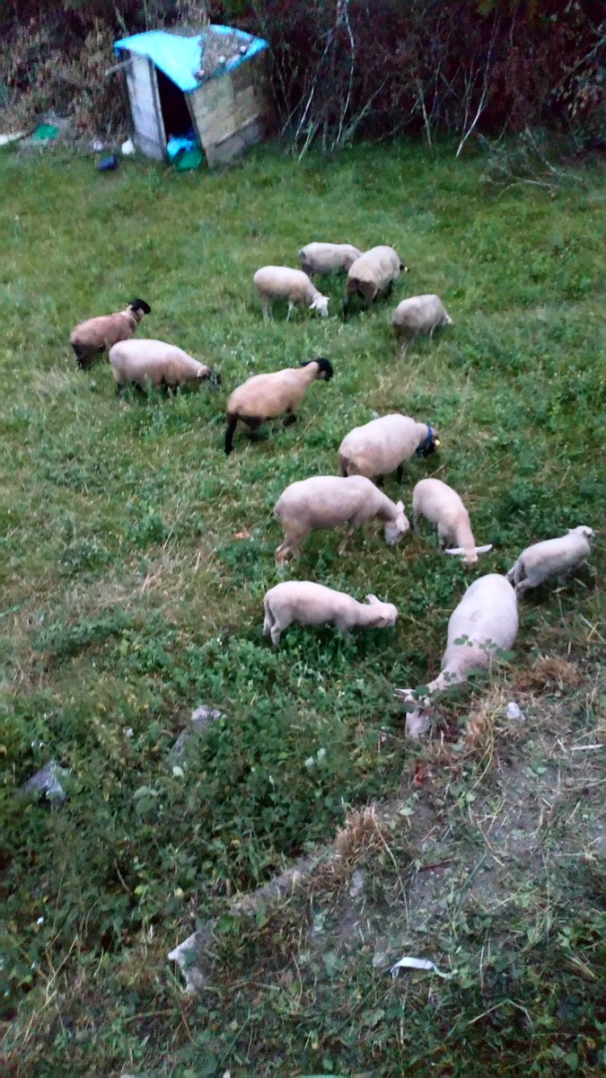 Delroble_suffolk (@delroblesuffolk) on Twitter photo 