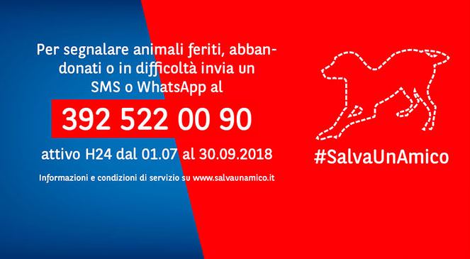 Emergenza24's tweet photo. [16.09-21:40] Se vedi un #animale abbandonato o in difficoltà invia SMS o messaggio WhatsApp al 392 5220090 attivo H24 (fino 31.09.2018) #SalvaUnAmico segui @salvaunamico. Info: https://t.co/p0xWtRgTd0 https://t.co/WQw5mAF2NF