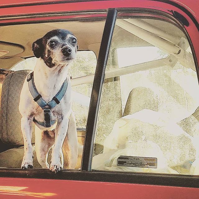 ChelseaMartin20's tweet image. When the dog in the car next to you at Sonic would really like you to share your cheeseburger with him. 🍔 #puppydogeyes ift.tt/2CZ3m37