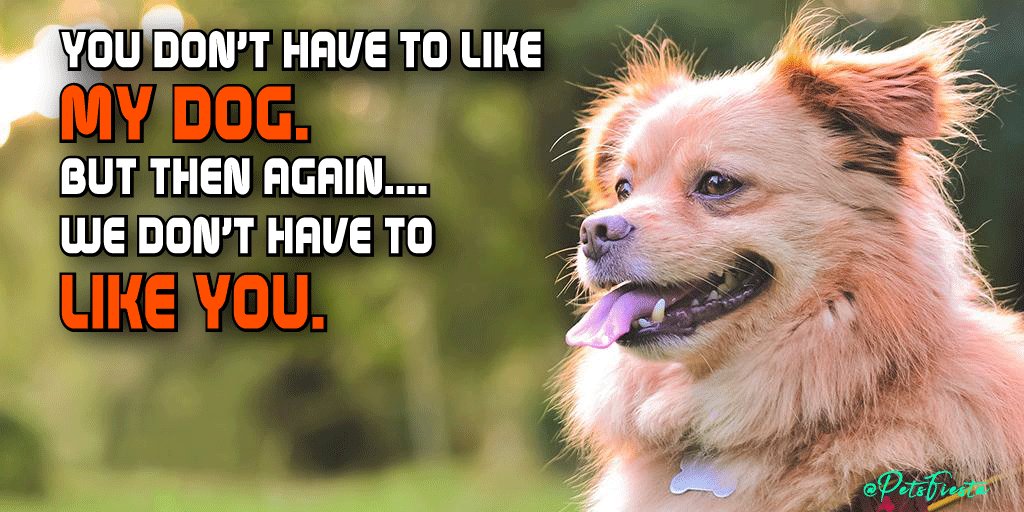 PetsFiesta's tweet photo. How Many Of You Actually Don't Like The Person, Who Don't Like Your Pets⁉️✋✋✋

#SundayFunday #dogs #pets #petsarefamily #petslovers #animals #animallovers #PetsFiesta https://t.co/f4GfOZ5jbW