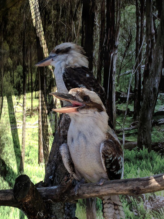 MarkBTowler's tweet image. Kookaburras and an agouti at #StoneZoo #ZooperSummer