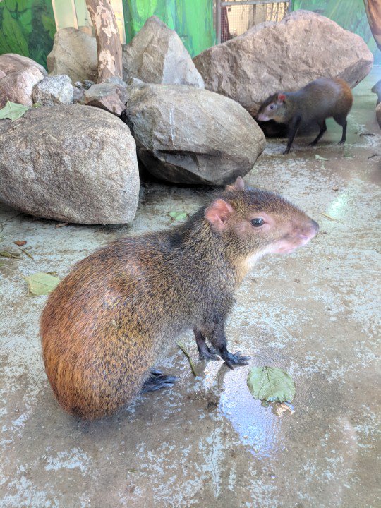 MarkBTowler's tweet image. Kookaburras and an agouti at #StoneZoo #ZooperSummer