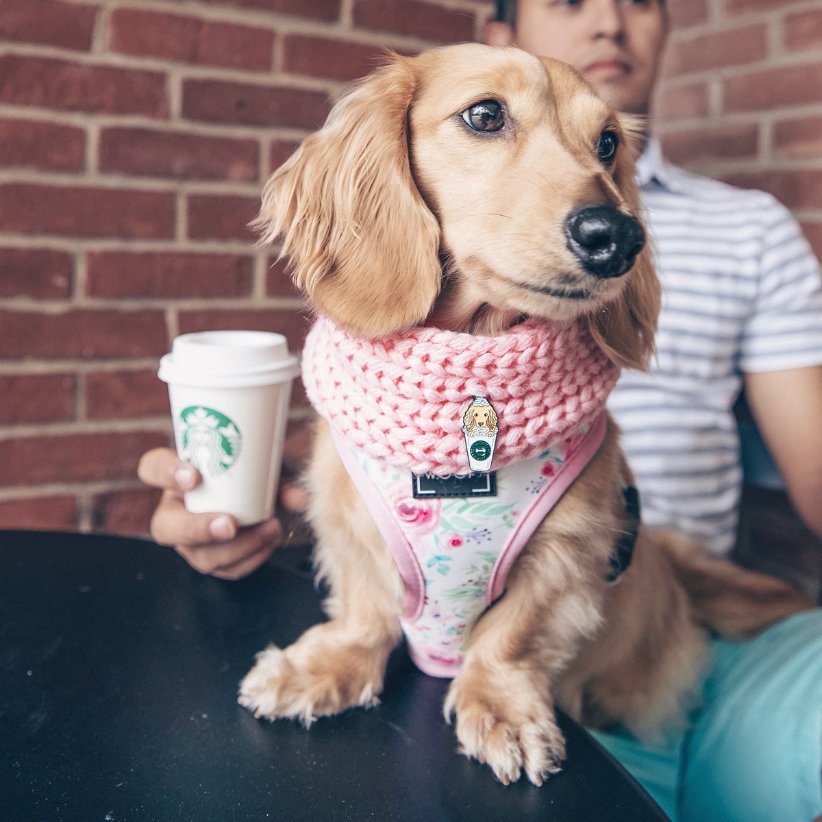 sassywoof tweet media