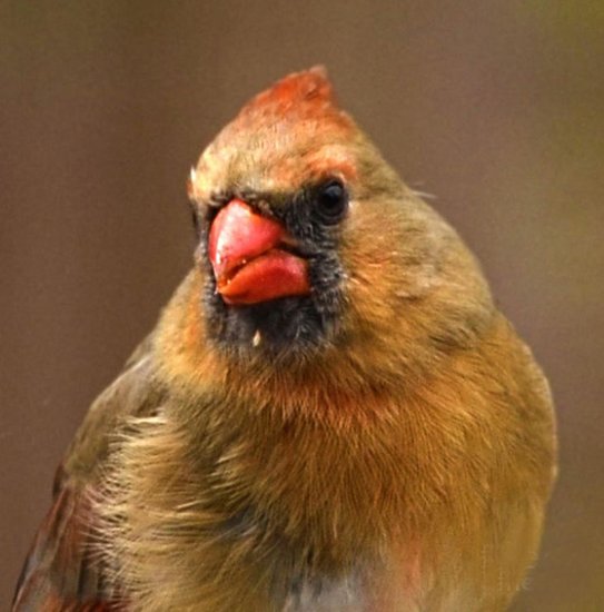 SandiOPhoto's tweet photo. Artwork #artworforsale For Sale "Female Cardinal" https://t.co/eKehQnwMj4 Macro close up of a female cardinal, #femalecardinal #cardinal #bird #cardinalportrait #macrobird #macro https://t.co/qIFecTAtyw