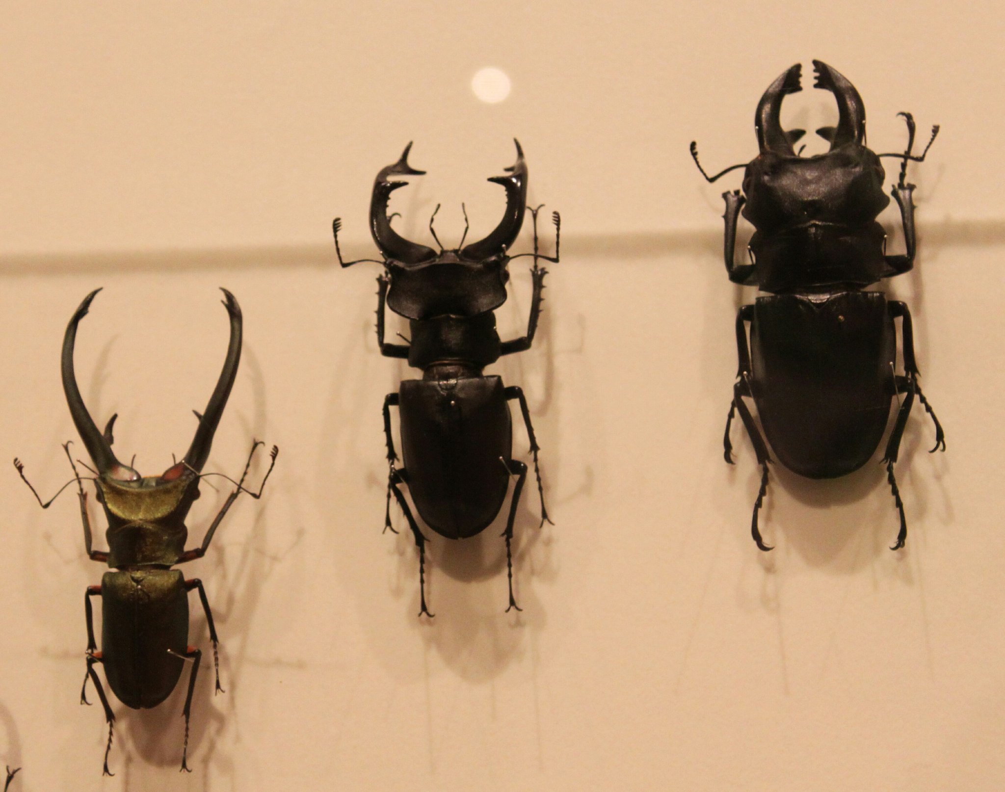 ユダイクス、プラネット、クラーツ　ミヤマクワガタ3種　標本 ユダイクス、プラネット、クラーツ ミヤマクワガタ3種 標本 ユダイクス