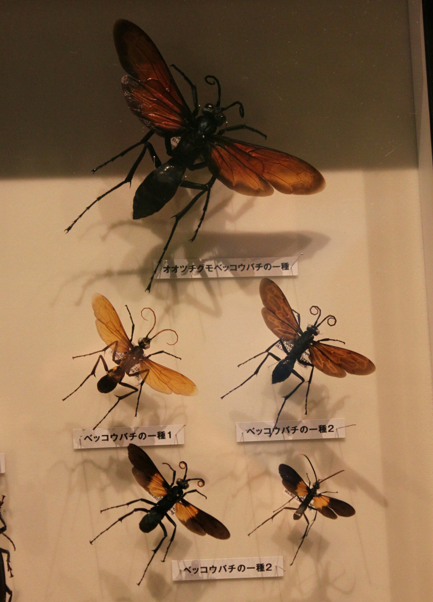 未展翅・昆虫標本】No.20 ミカドアゲハ 亜種ナウタ標本【定形外