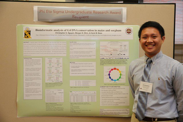 FSU_CRE's tweet image. Christopher Ngyuen did #IDEAGrant research on Bioinformatic Analysis of G4 DNA Conservation in Maize and Sorghum! Come to the 2018 President’s Showcase of Undergraduate Research Excellence on Oct. 1st at FSU’s Turnbull Conference Center at 5:30 pm. to see more projects like his!
