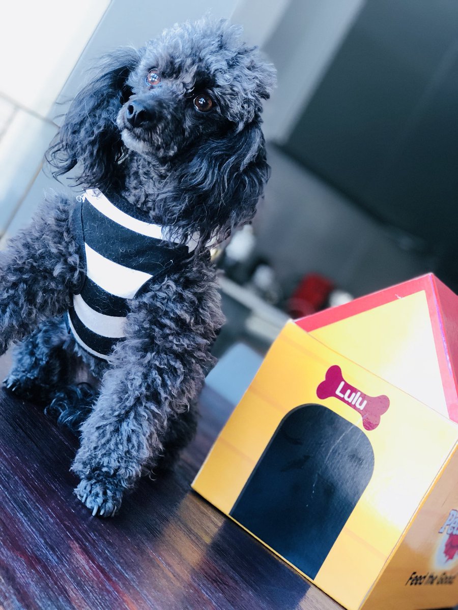 sylvesterchauke's tweet photo. Thank you #PedigreeSA for this lickiliscious drop. I was a hit with Lulu this weekend. Her snob levels were manageable. โค๏ธ๐พ @PedigreeUS @wearefordogs https://t.co/41pmszLsWC