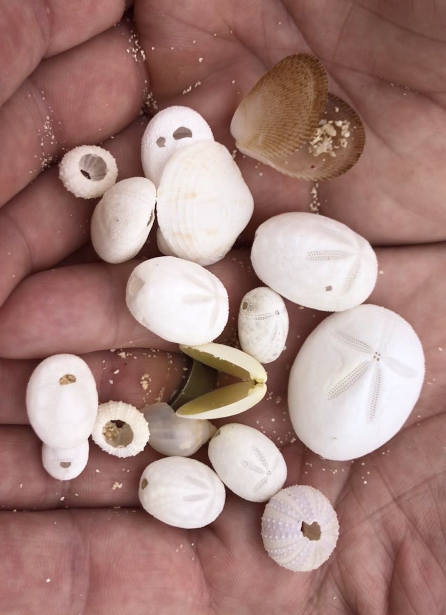 Elizabeth Wildman tweet media