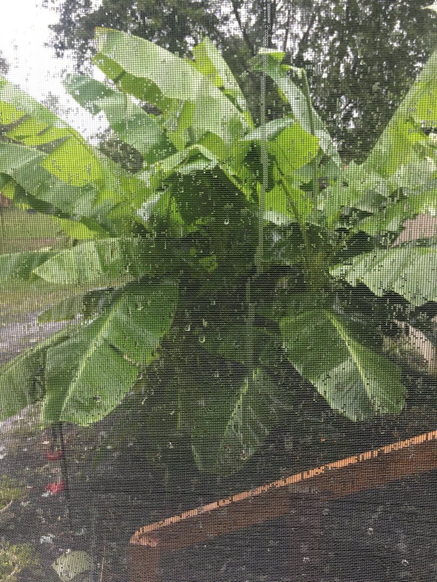 kimberly_devoe's tweet photo. @HurricaneFloo you best not tear up my Banana Trees!! And FYI, stop messing with my power! https://t.co/2F35uYmW9Q