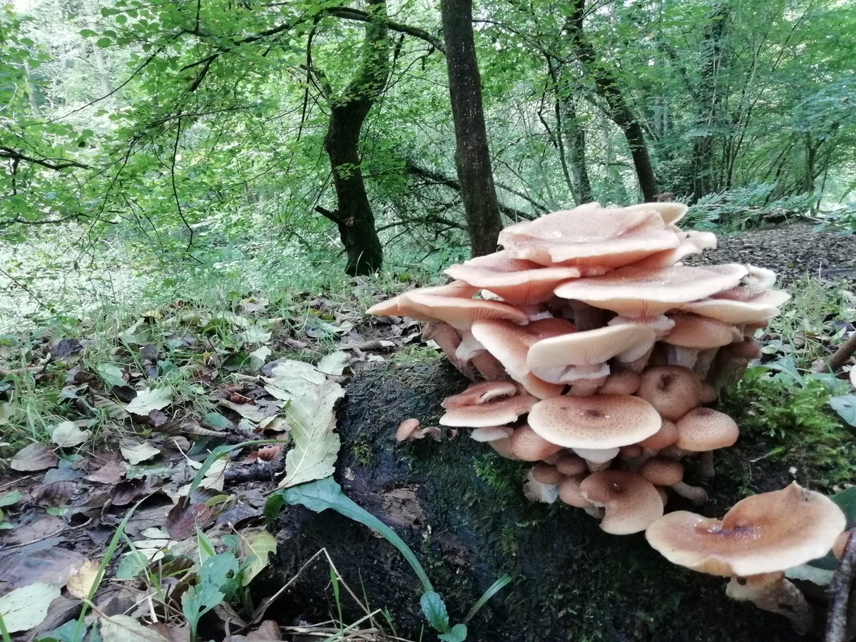 Lots of trooping fungi today in #wreaywoods @cumbriawildlife need to get my id books out