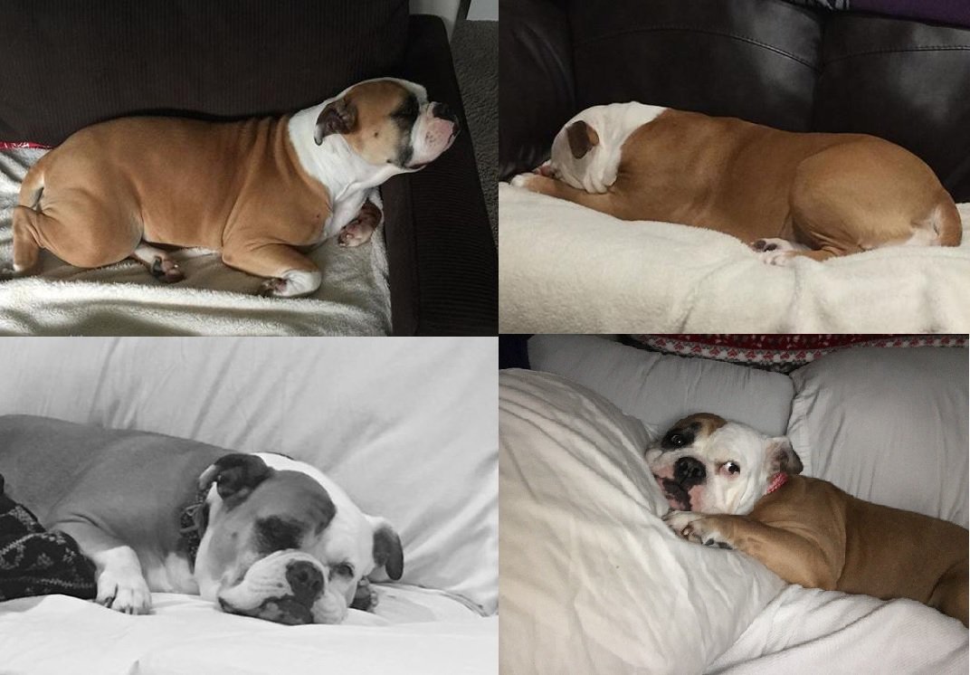 CruxConception's tweet photo. #lazydog #snoope #bulldog #cruxconception Someone asked me does Snoope do anything other than lounge? I searched and searched and couldnβt find a retort to that question. Snoope loves her comfort! https://t.co/ZopOv2ZDuF