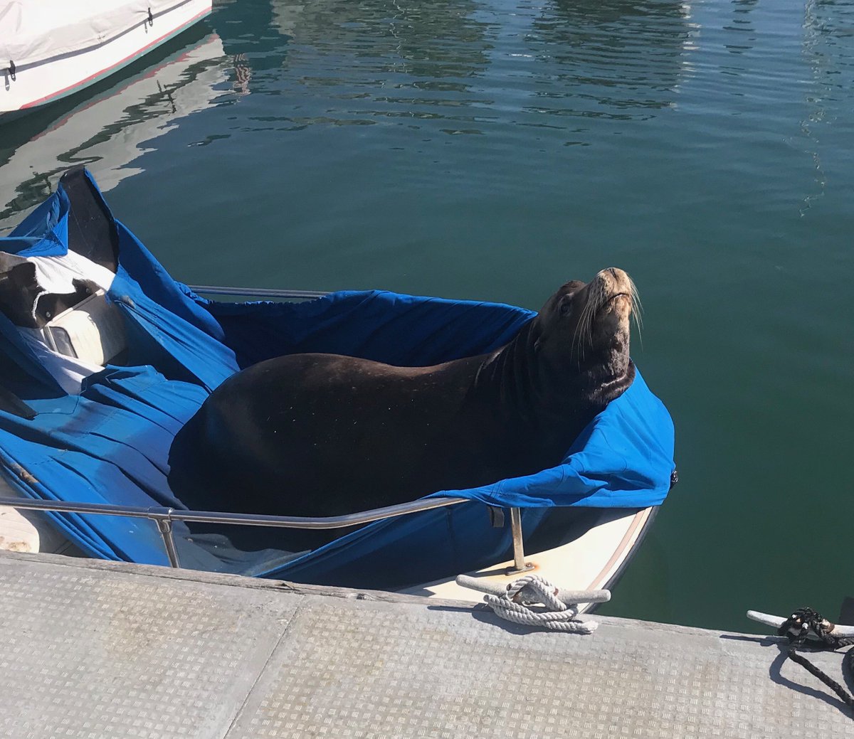 KaptjackSilver's tweet photo. Sun bathing in Marina Del Rey https://t.co/iSc84Jy9Qb