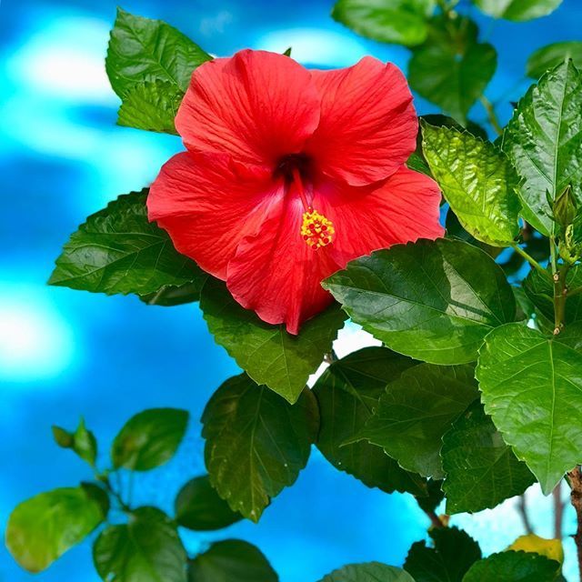 BrianErler's tweet photo. #hibiscus https://t.co/50GKLbjXiE https://t.co/YQ1rNhqmr6