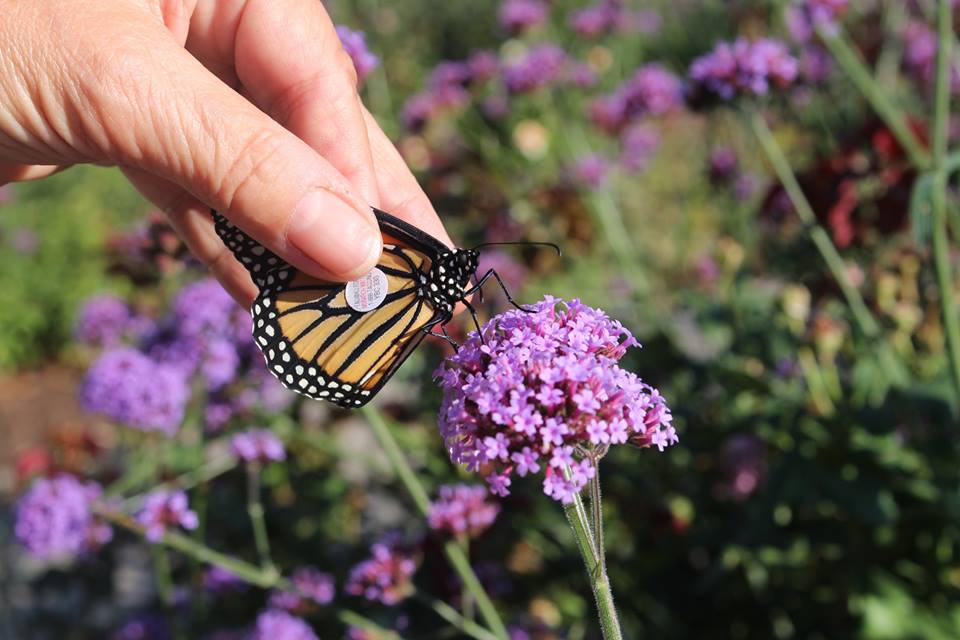 RBGCanada's tweet photo. #ICYMI we went LIVE on Wednesday evening, talking Monarch butterflies and even tagging and releasing some of our own raised here at RBG! Catch the whole video at: https://t.co/3Tfd6lmF6o
#Monarchs #monarchtagging #HamONT #BurlON https://t.co/3jgSCMugig