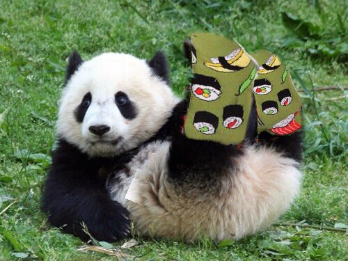 AnimalsInSocks's tweet photo. Fact: Pandas Need Extra Wide Socks for Their Chubby Ankles. #PandangKeSabah #panda https://t.co/gYjj25xOtl
