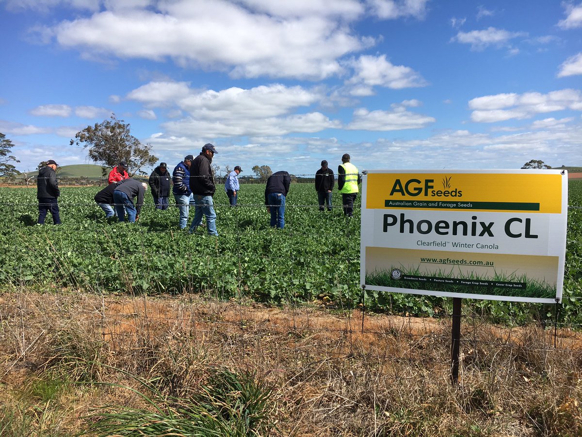 ChrisBlanchard_'s tweet photo. @theGRDC Southern panel on tour at #AGFSeeds #GrainsRDE https://t.co/utvtHLsAvw