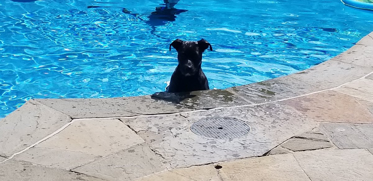 GBTilePlaster's tweet image. Boomer says the pool feels great! What are you waiting for?
#pools #plastering #replaster #swimmingpools