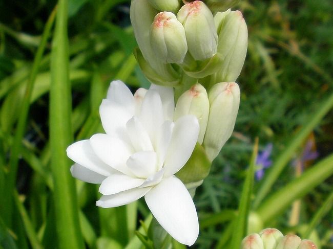 メリアルーム Twitterren 今日の花 9月17日の誕生日花は チューベローズ 花言葉は 冒険 この日生まれの人はかなり大人びた印象ではしゃぐタイプではありません 女性は母性本能が強い人が多いでしょう 9月17日 誕生花 花占い 花言葉 メリアルーム メリアルーム Twitterren 今日の花 9月17日の誕生日花は チューベローズ 花言葉は 冒険 この日生まれの人はかなり大人びた印象ではしゃぐタイプではありません 女性は母性本能が強い人が多いでしょう 9月17日 誕生花 花占い 花言葉 メリアルーム
