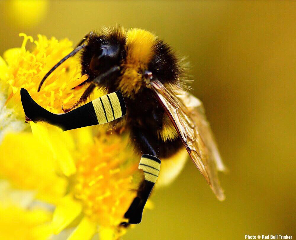 AnimalsInSocks's tweet photo. Fact: The Bumble Bee’s socks are extra fuzzy to pick up pollen #BeeFacts #Bumblebee https://t.co/tTGCbogmmi