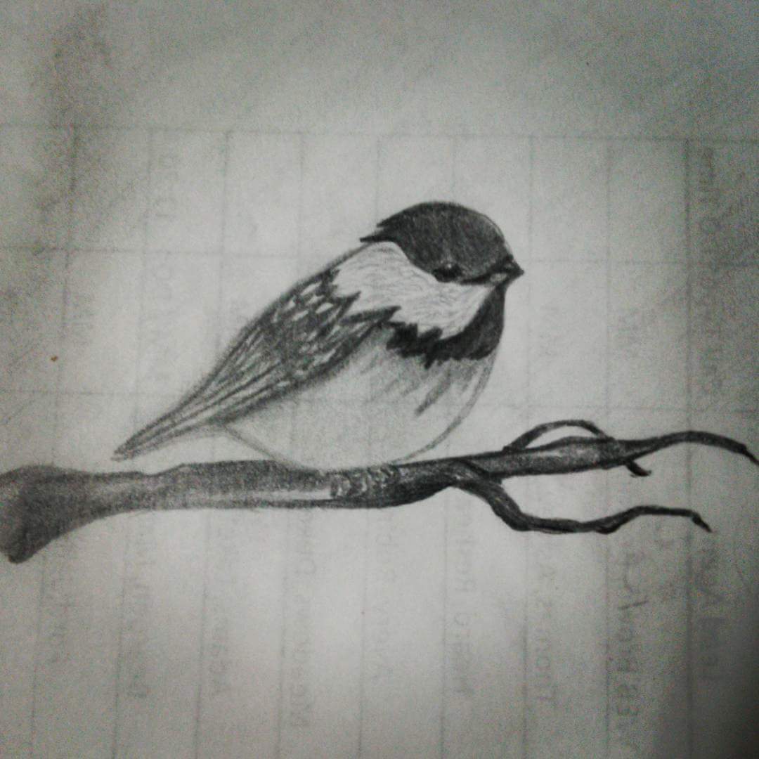 Just a little doodle.
#bird #birdonabranch #cutebird