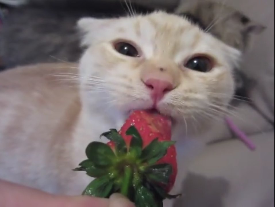 [🐱🍓]