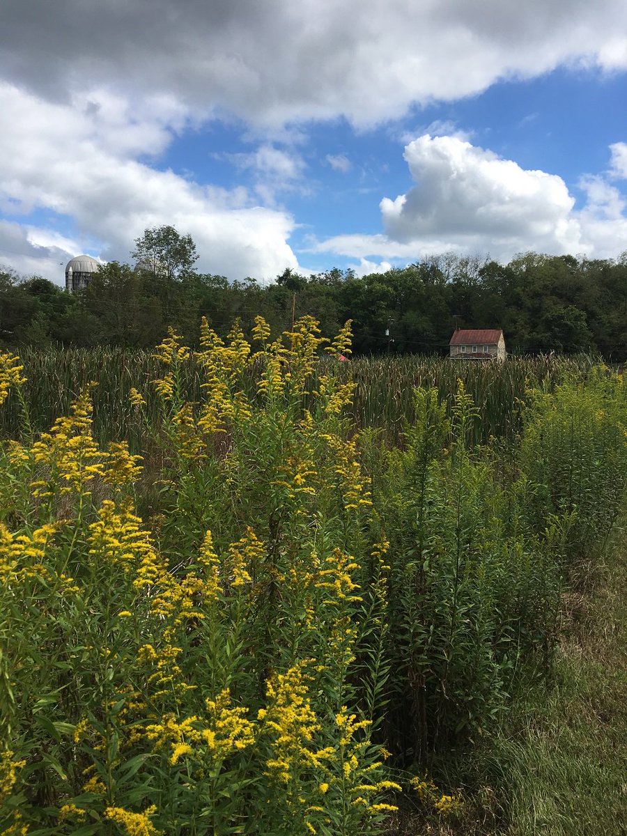 DCNRnews's tweet photo. Sec. Dunn joined the Central Pennsylvania Conservancy in the dedication of the state-supported Letort Spring Garden Preserve in South Middleton Twp. The acquisition will help protect one of PA’s premier limestone #troutstreams. Learn more ➡ https://t.co/dtK0RbgGlP #KeystoneFund https://t.co/sOGMFrEEXk
