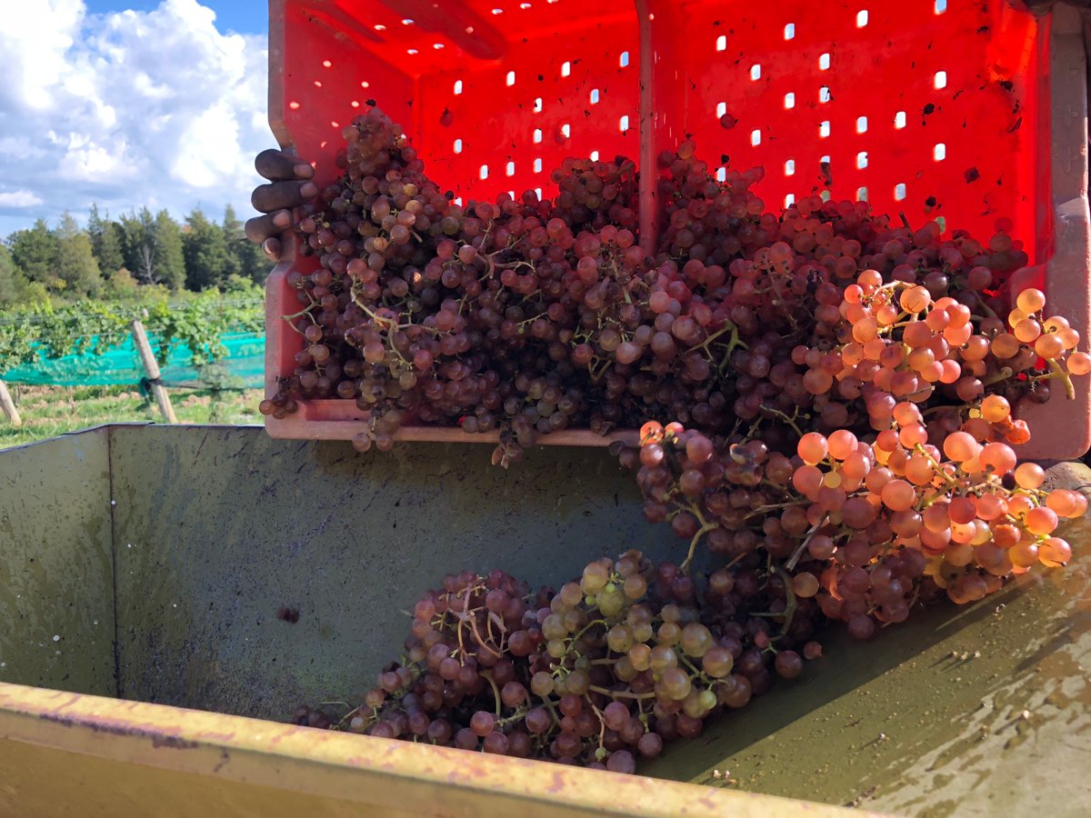 Laura Sabourin tweet media