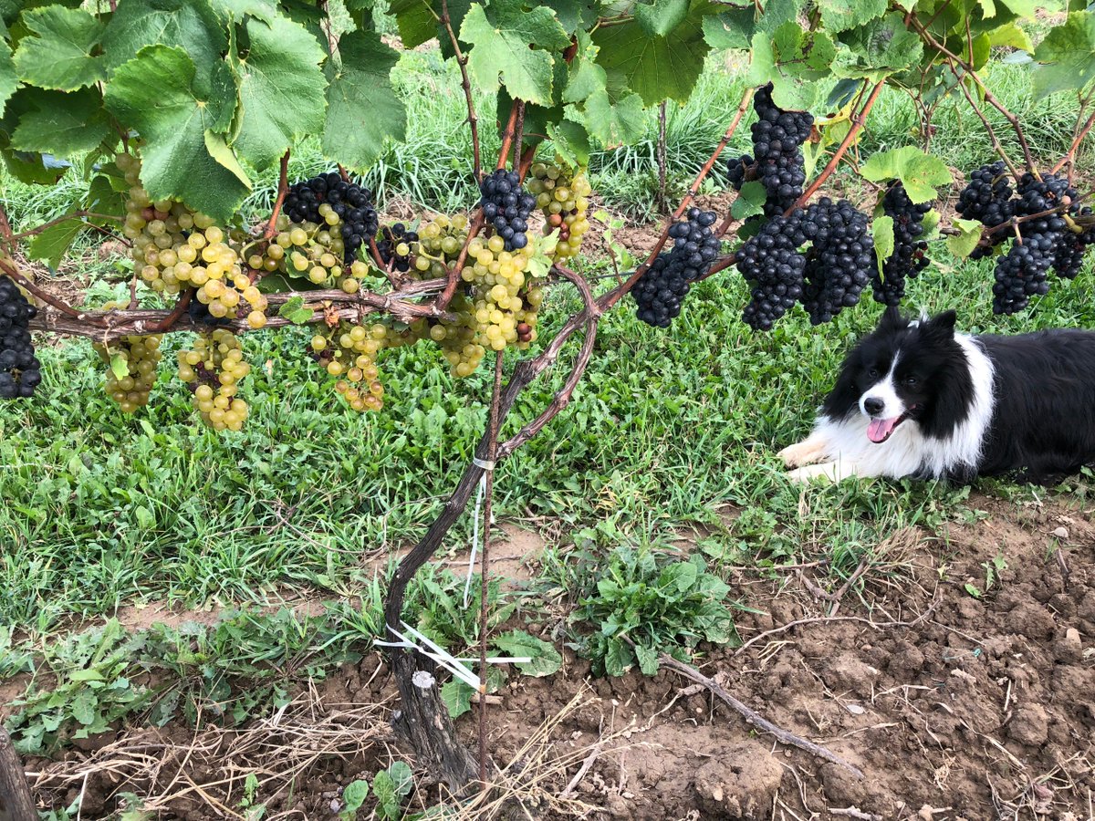 Laura Sabourin tweet media