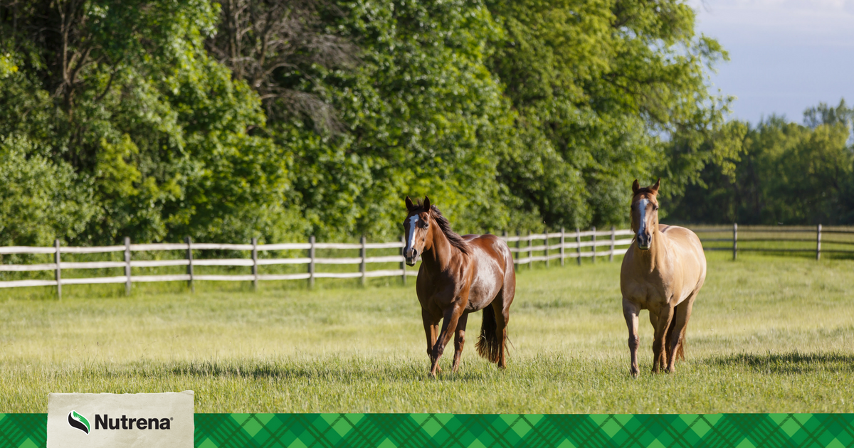 NutrenaFeed's tweet photo. Fall is on the way. Weather conditions can limit pasture regrowth and decrease the amount of forage available. Follow these tips on how to manage your horse pastures. https://t.co/93nxFzG5t5 https://t.co/N67cosaIz3