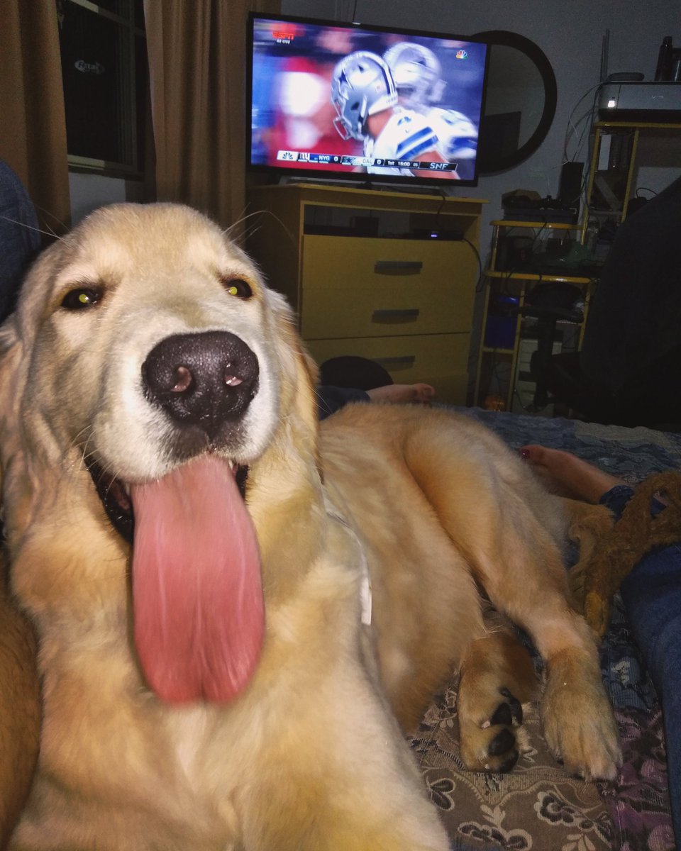 Thor ligadinho no Sunday Night Football junto com o papai e com a mamãe ...🐶❤️
 #nflnaespn #packers #broncos 🏈🏈🏈