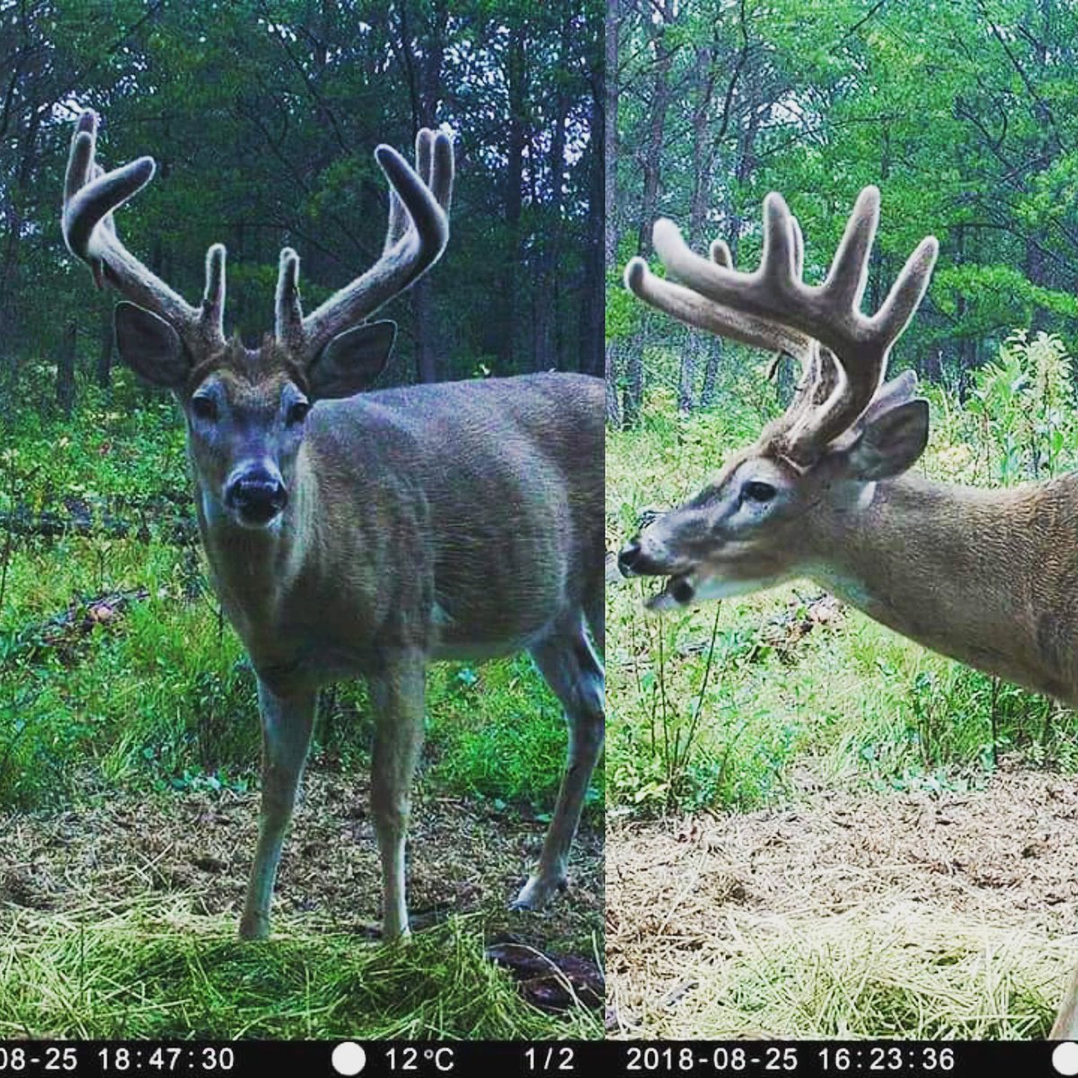 BGIMag's tweet photo. Looks great face on, not quite as impressive side profile. #shorttine10 #bgibuck #shorty #biggameillustrated #ridgetec https://t.co/1WlJ78pFUh