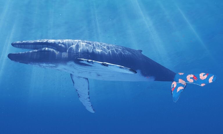 AnimalsInSocks's tweet photo. Fact: While Most Whales Wear Socks On Their Tails, Some Species Wear Them On Their Fins. Freaks. https://t.co/TXH2SappEW