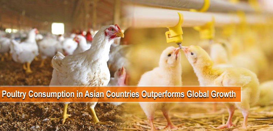 PSSCMedia's tweet photo. Poultry Consumption in Asian Countries Outperforms Global Growth
https://t.co/wRPUEcQE4z
#chicken
#poultry
#consumption https://t.co/8lZAwLij0A