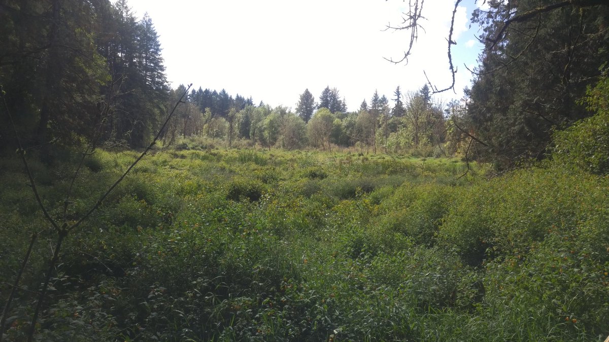 Today's walk in the trees...
#tvnp #oregon