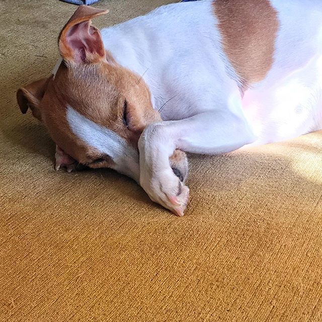 Nova_Kepler's tweet photo. Sleeping while protecting her nose from boops.  #dog #dogsofinstagram #dogs #puppy #puppylove #jackrussell #jackrussellterrier #instadog #dogoftheday #puppiesofinstagram #puppygram #puppylife #dogdrive #pups #jackrussellsofinstagram #terrier #jackrussell… https://t.co/QIYPrG6Wot https://t.co/UtHLkL5Ffc