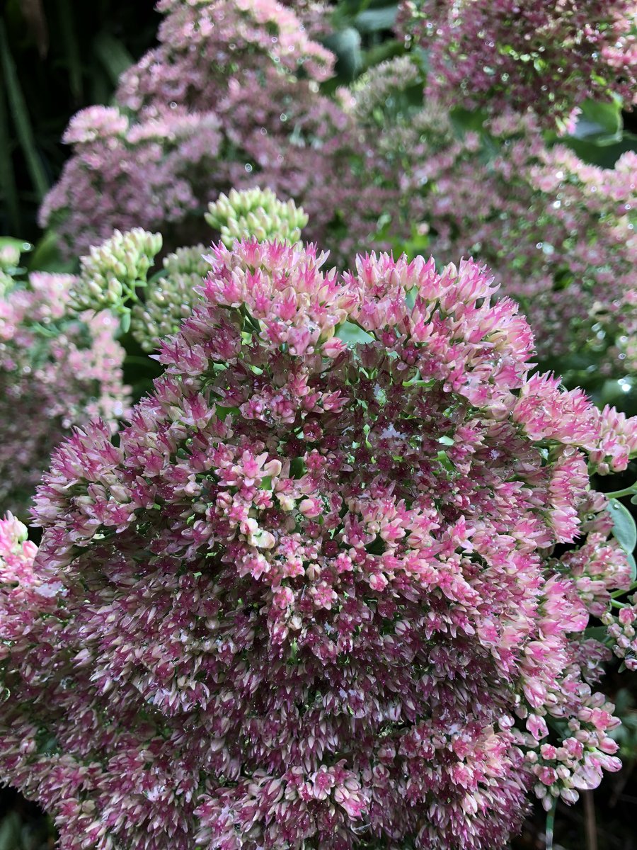 s_malcolmson's tweet photo. #Sedum flowers in our garden this morn, after the rain.
What a sweet respite our island home has been all summer.
Goodbye #Gabriola, #MudgeIsland, #CedarBC, #Yellowpoint, #LadysmithBC, #Nanaimo, #Lantzville, #Saltair. #MissYouAlready
#BackToParliament https://t.co/uEJdUZUoYd