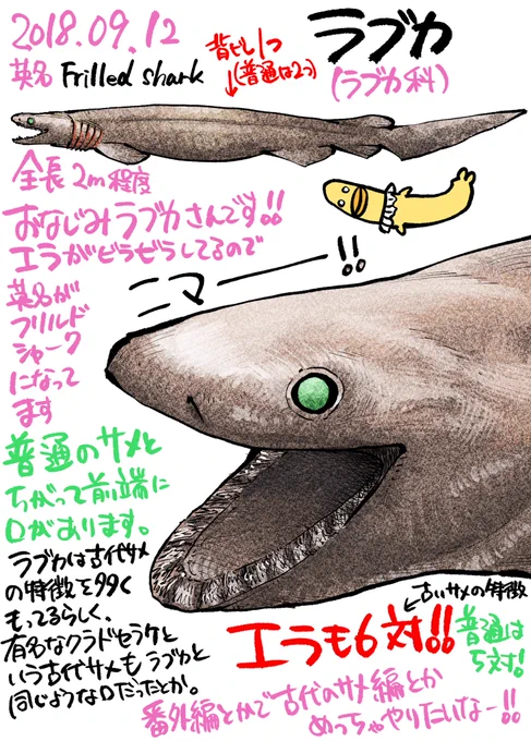 サメ図鑑 32

ラブカ

カグラザメ目ラブカ科

今日はサメ好きの人にはお馴染みのラブカです!細長い体なのでウナギザメなんて呼ばれたりする深海のサメです!

#たくみじろうサメの絵 