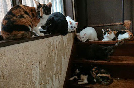 捨て猫や保護猫の引き取り方 完全ガイド 心の準備から具体的な引き取り手順まで猫の譲渡について知ろう 子猫のへや