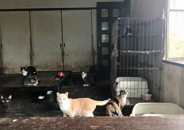 捨て猫や保護猫の引き取り方 完全ガイド 心の準備から具体的な引き取り手順まで猫の譲渡について知ろう 子猫のへや
